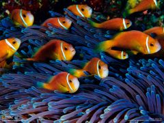 Tapeta National Geographic 400.jpg